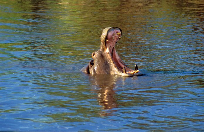 Nilpferd im Wasser mit offnem Maul © Diamir
