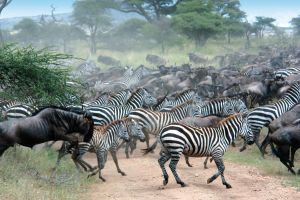 Gnus und Zebras auf ihrer großen Wanderung