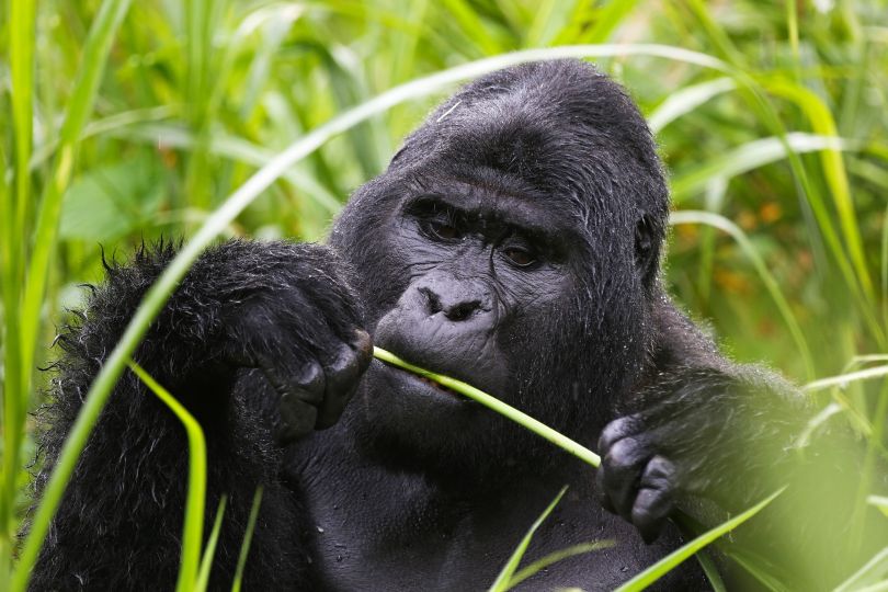 Gorilla beim Fressen
