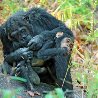 Schimpansen beim Lausen