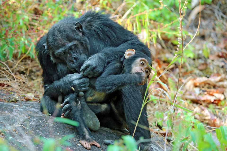 Schimpansen beim Lausen