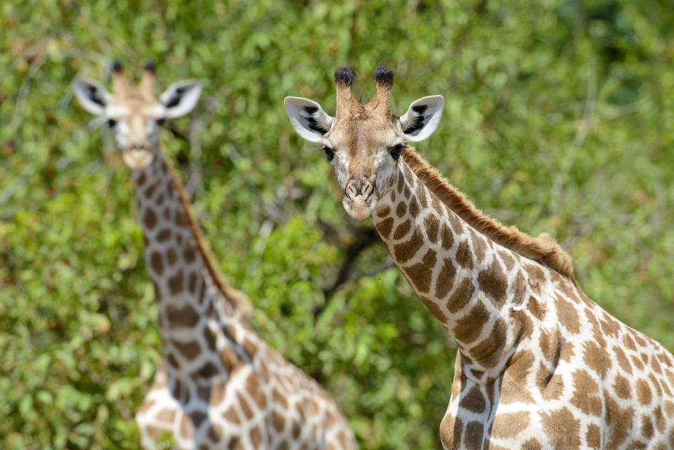 Neugierige Giraffen