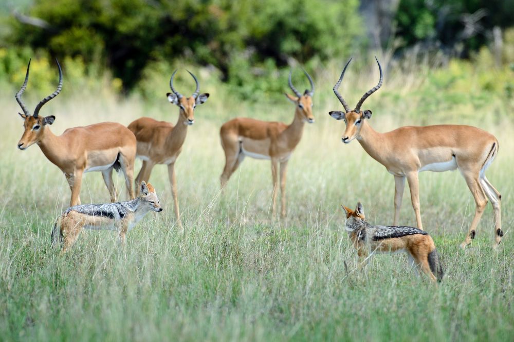 Impalaböcke und Schabrackenschakale, Chobe NP