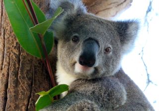 Ein Koala auf Entdeckungstour