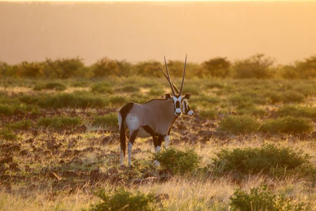 Oryx Grootberg Plateau im Sonnenuntergang