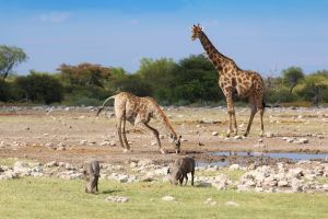 Tiere am Wasserloch Etosha Nationalpark