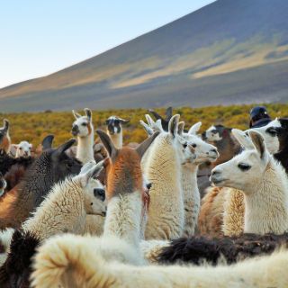 Lamas im kargen Altiplano