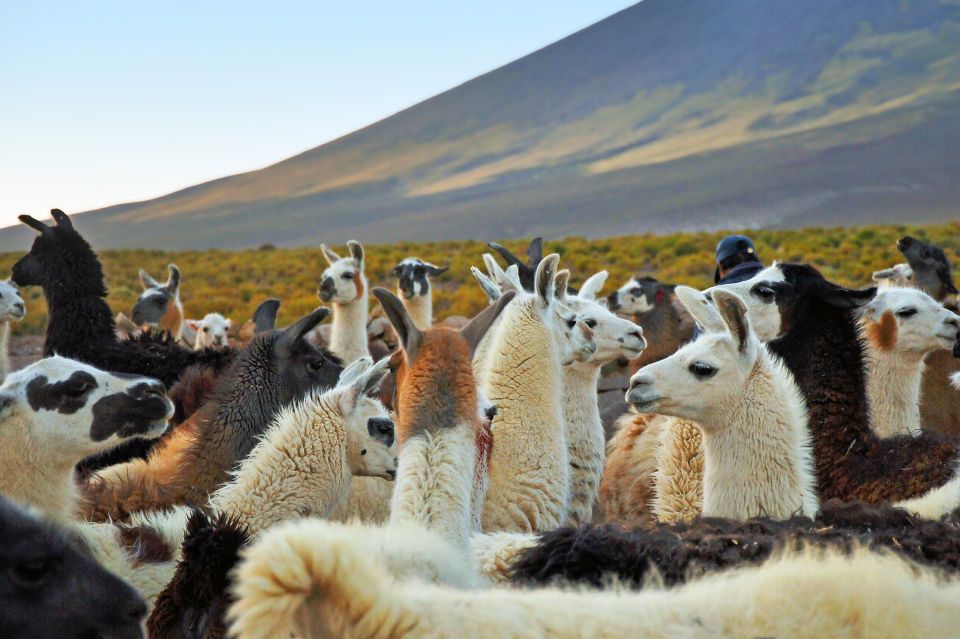 Lamas im kargen Altiplano