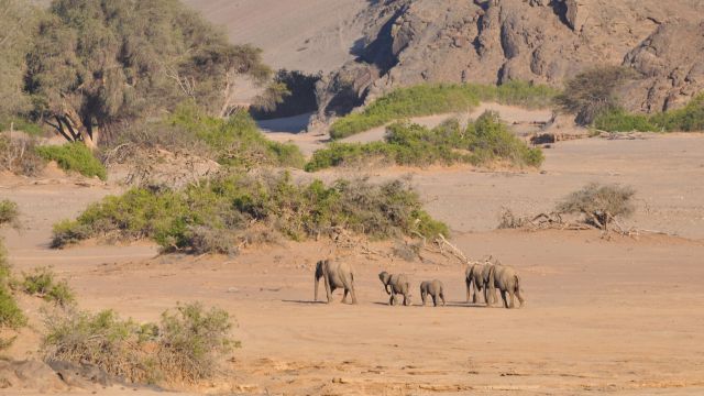 Die seltenen Wüstenelefanten