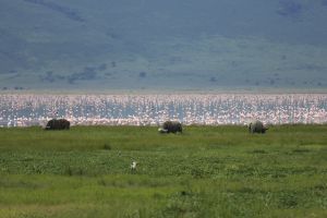 Büffel und Flamingos im Ngorongoro-Krater
