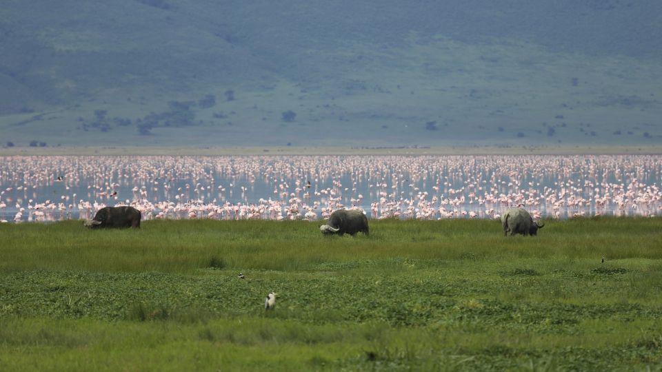 Büffel und Flamingos im Ngorongoro-Krater