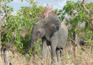 Elefant im Nazinga Schutzgebiet