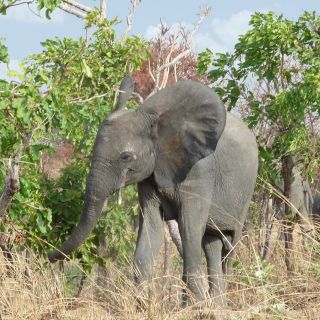 Elefant im Nazinga Schutzgebiet
