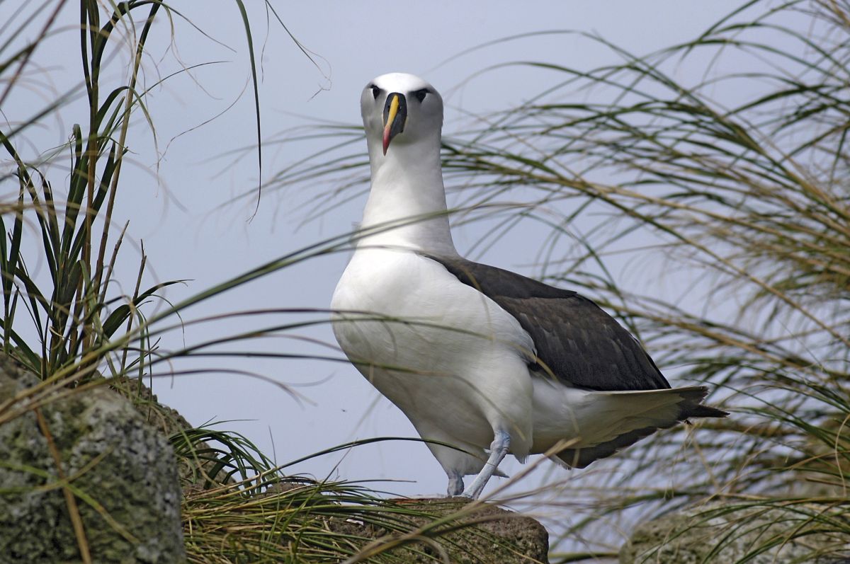 Tristan da Cunha – Albatros