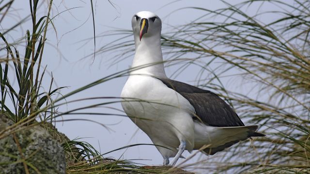 Tristan da Cunha - Albatros