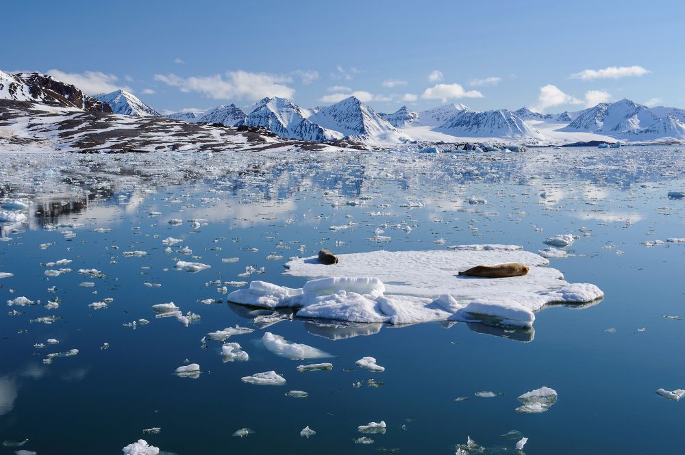 Kaiserwetter im Königsfjord: Gletscher-Cruise mit zwei Bartrobben auf einer Eisscholle