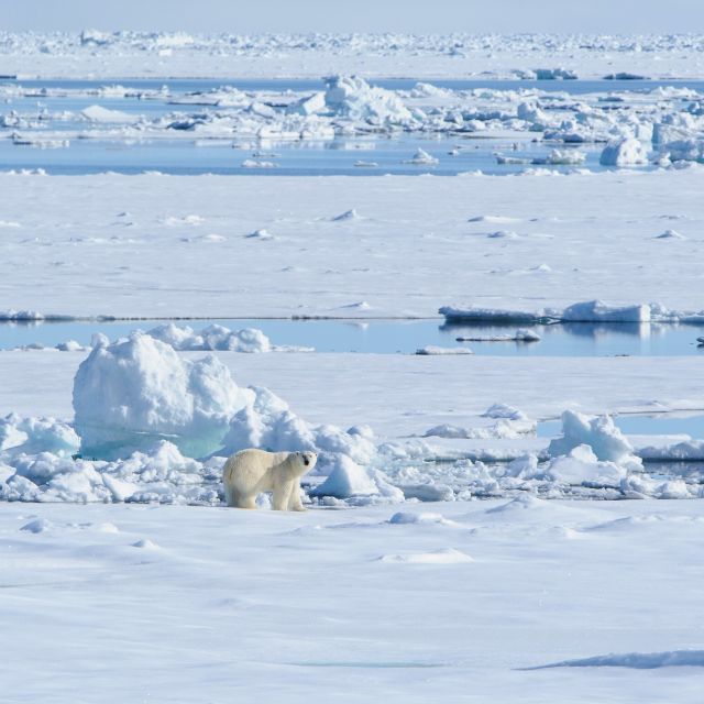 Wo Eis ist, sind Eisbären nicht weit weg