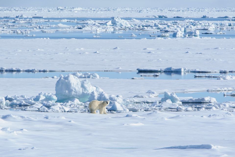Wo Eis ist, sind Eisbären nicht weit weg