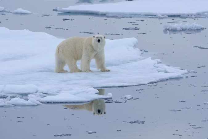Doppelt hält besser: ein Eisbärmännchen und seine Spiegelung © Diamir