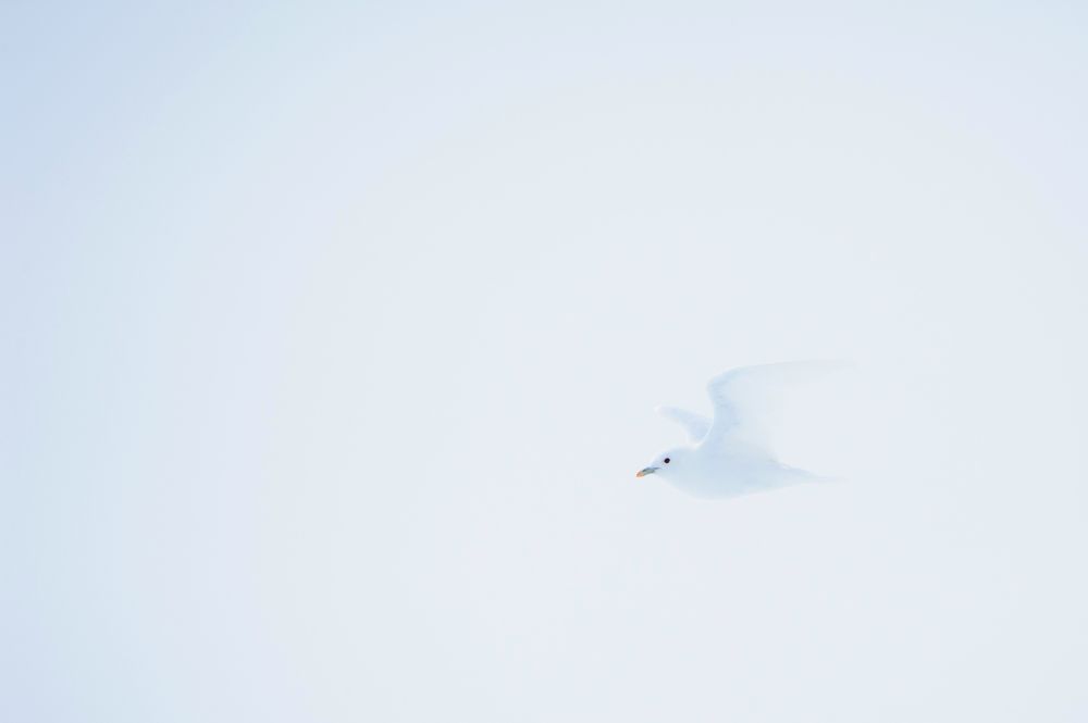 Engel überm Eis: Elfenbeinmöwe im Nebel