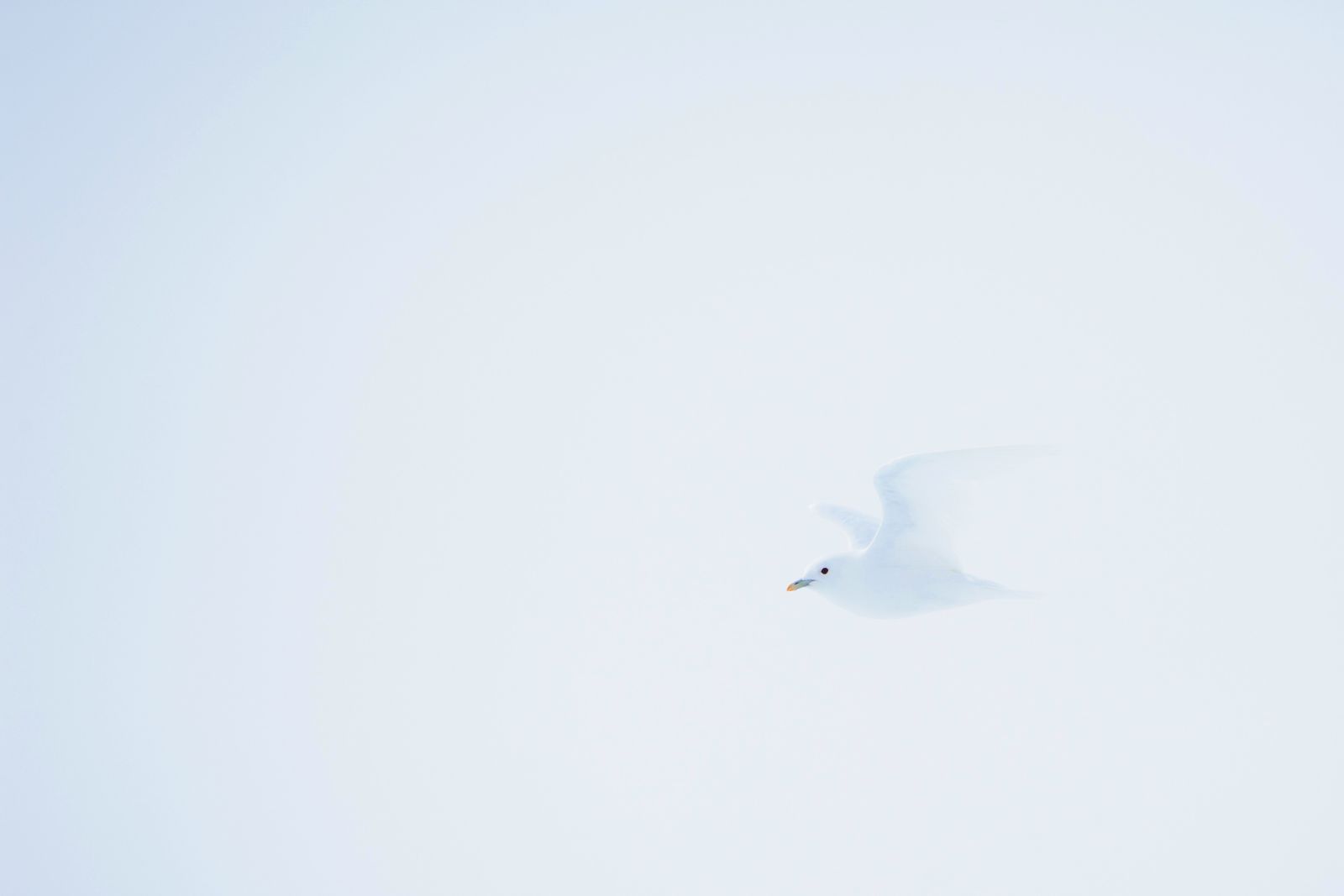 Engel überm Eis: Elfenbeinmöwe im Nebel