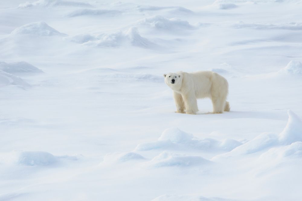 Im Eis zu Hause: Ein Eisbärenmännchen