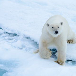 Eisbärige Neugier: junges Männchen ganz nah am Schiff