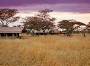 Serengeti Wildcamp