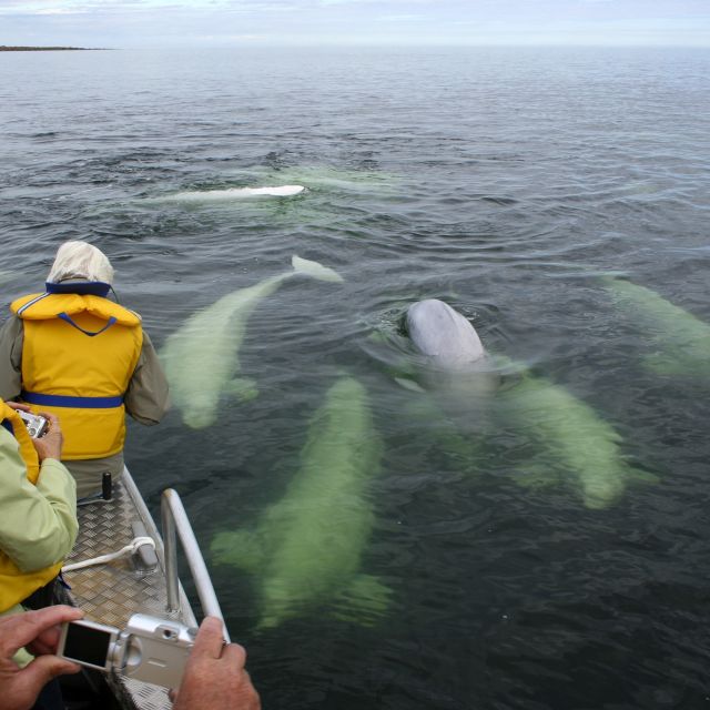 Beluga-Beobachtung