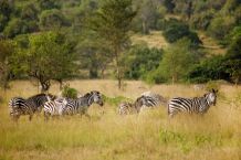Zebras in der Savanne des Lake Mburo NP