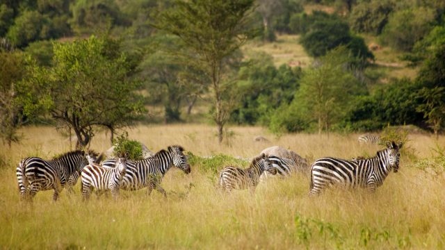 Zebras in der Savanne des Lake Mburo NP