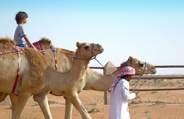 Kamelreiten in der Wüste des Omans