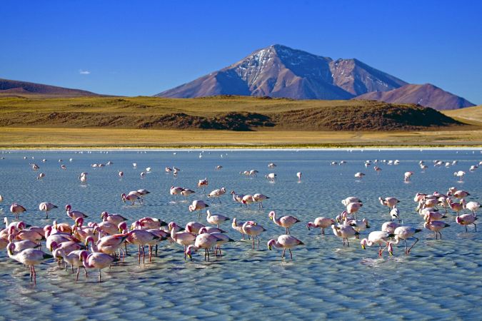 Flamingos in einer Hochlandlagune © Diamir