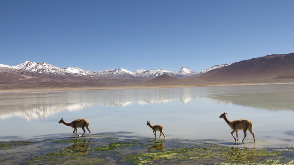 Vicuñas an der Laguna Blanca