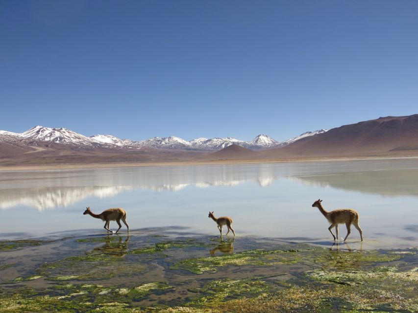 Vicuñas an der Laguna Blanca
