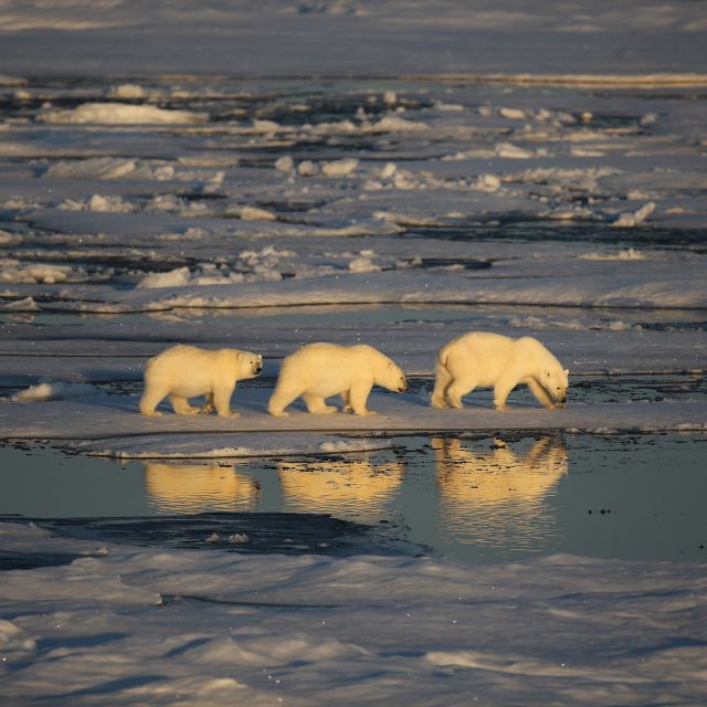Drei Eisbären im Packeis