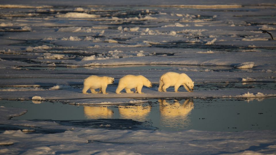 Drei Eisbären im Packeis