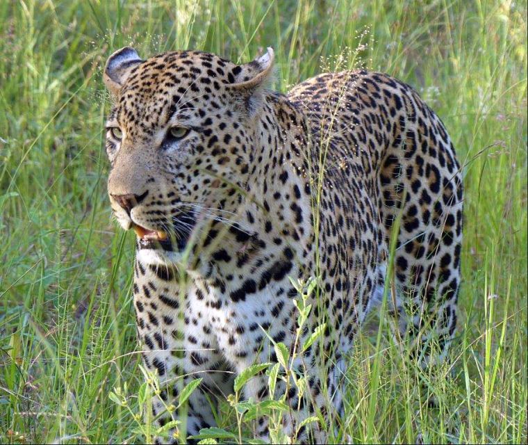 Leopard im Krüger-Nationalpark