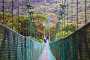Hängebrücken in Monteverde - der Dschungel aus der Vogelperspektive