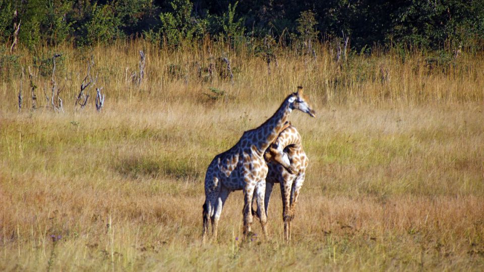 Giraffen im Hwange-Nationalpark