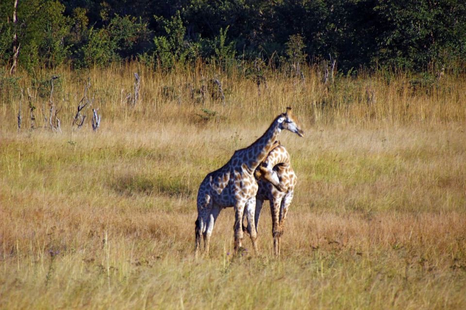 Giraffen im Hwange-Nationalpark