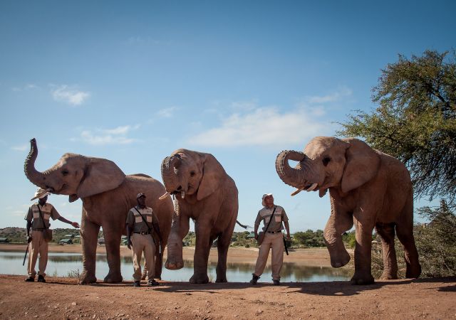 Elefanten-Begegnungen miterleben