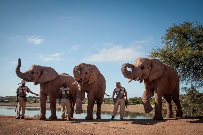 Elefanten-Begegnungen miterleben