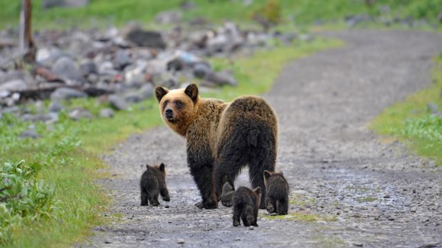 Bärenmutter mit Nachwuchs auf Hokkaido