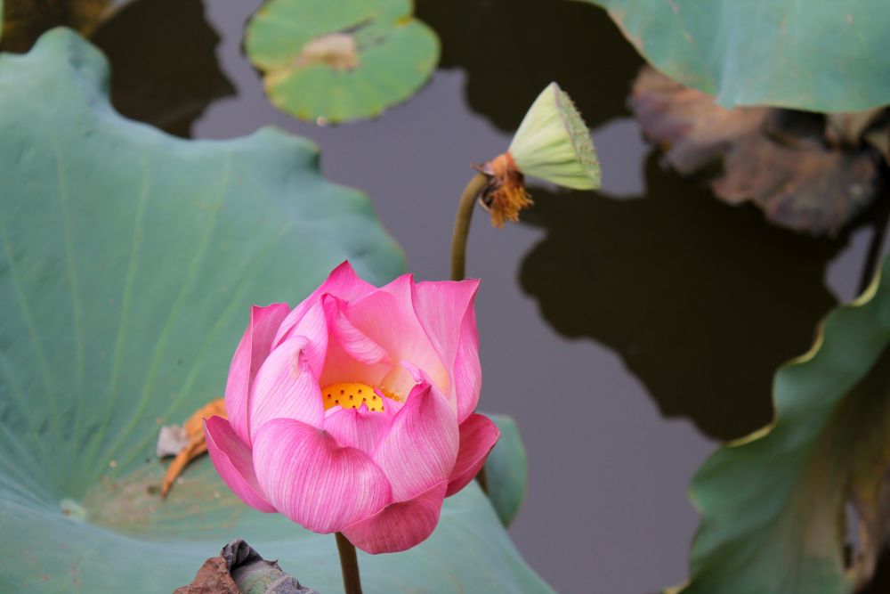 Lotusblüte in See