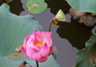 Lotusblüte in See