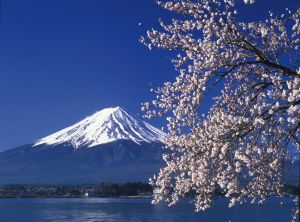 Fuji-san zur Kirschblüte