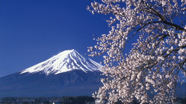 Fuji-san zur Kirschblüte