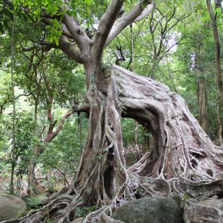 Bizarr verwurzelte Bäume auf der auf der Son-Tra-Halbinsel