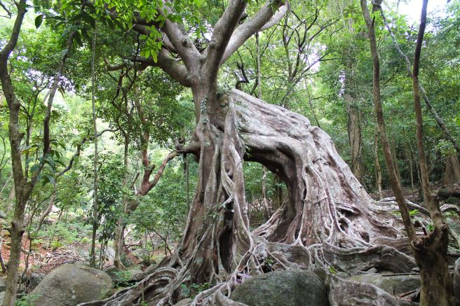 bizarr verwurzelte Bäume auf der auf der Son-Tra-Halbinsel